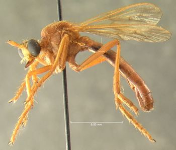 Media type: image;   Entomology 7583 Aspect: habitus lateral view